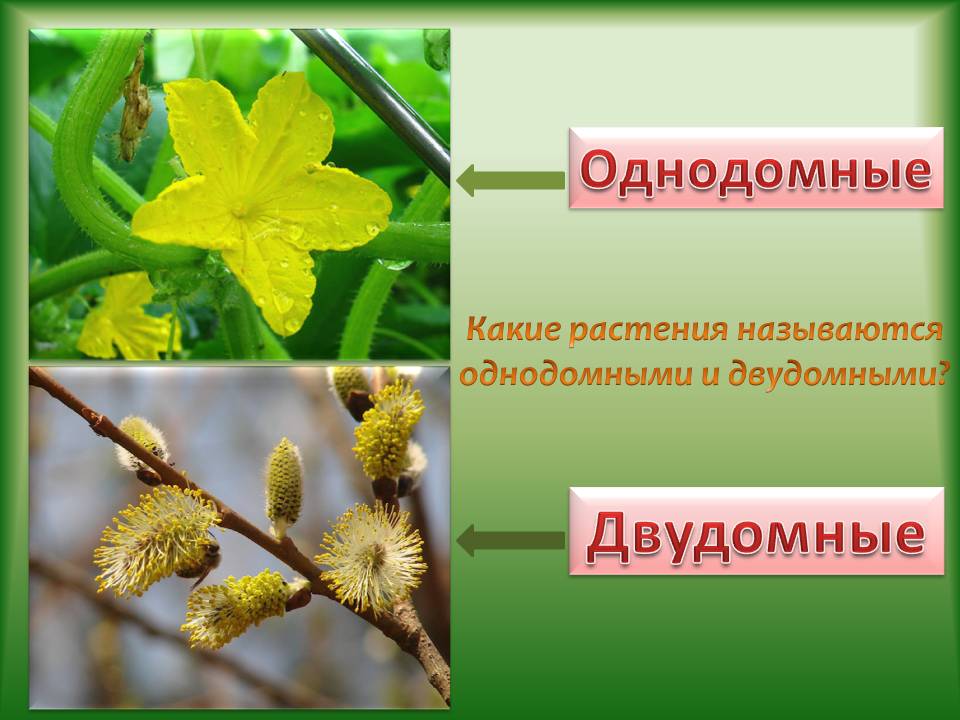 Биология 6 класс гдз какую функцию выполняет цветок